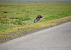 Arendbuizerd (long-legged buzzard) (buteo rufinus) - tussen Ikh Gazriin Chuluu en Ulaanbaatar 25-08-2016 (3)